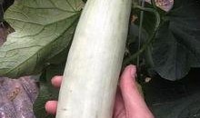 吕四网红吃瓜,揭秘网络红人的幕后生活