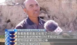新闻爆料牧羊人视频完整版,揭秘草原奇遇背后的真相