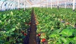 大棚草莓爆料视频大全,视频大全带你领略草莓种植全过程