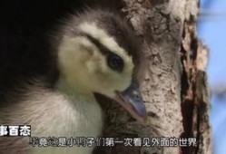 鸭老窝在线观看,在线观看，揭秘神秘古村传奇