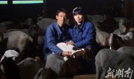 新闻爆料牧羊人视频完整版,揭秘草原奇遇背后的真相